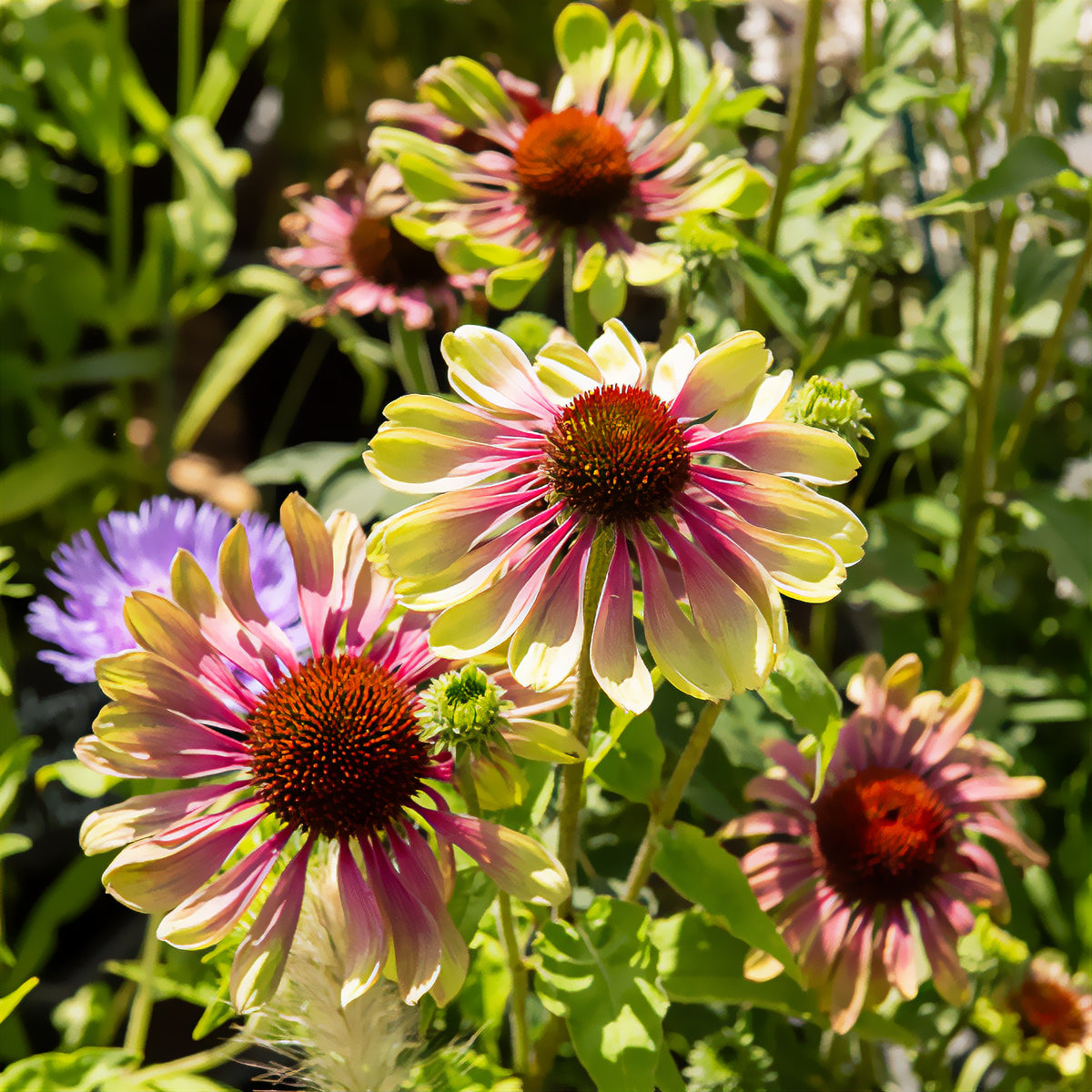 Zonnehoed 'Green Twister' - Bakker