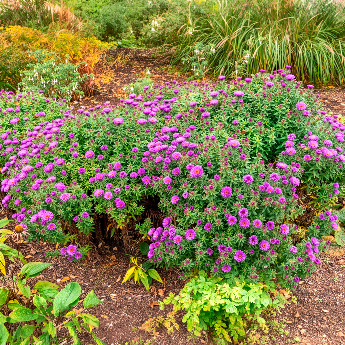 HerfstAster 'Purple Dome'