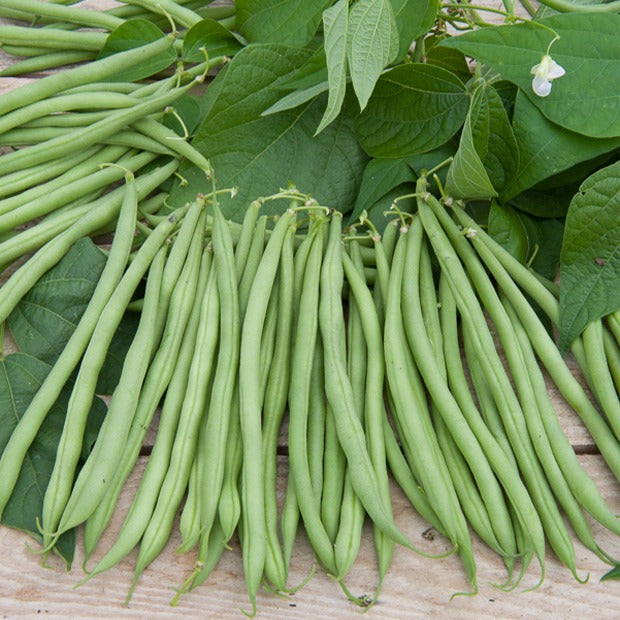 Sperzieboon 'Gautier' - Bakker