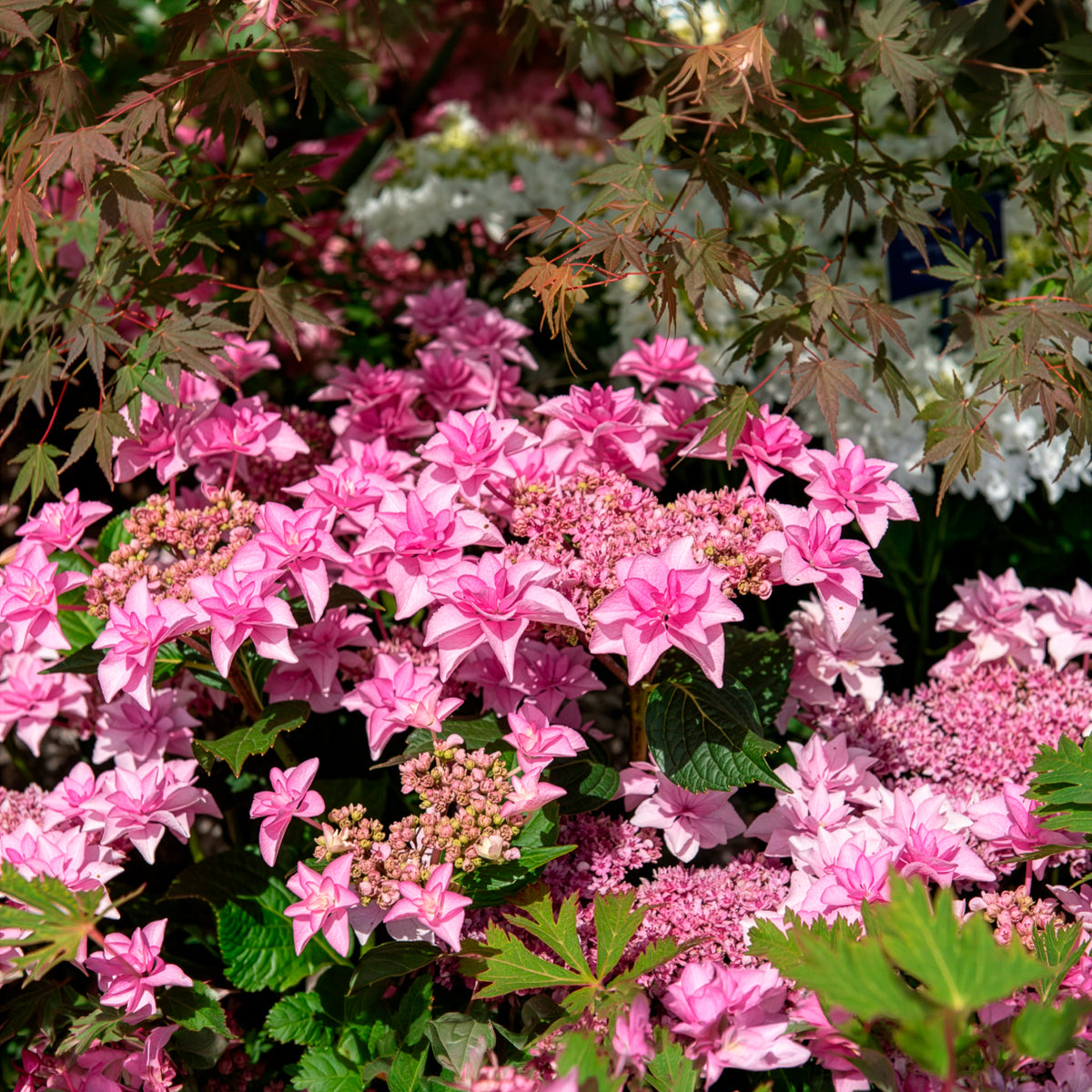 Boerenhortensia 'Doppio Rosa'