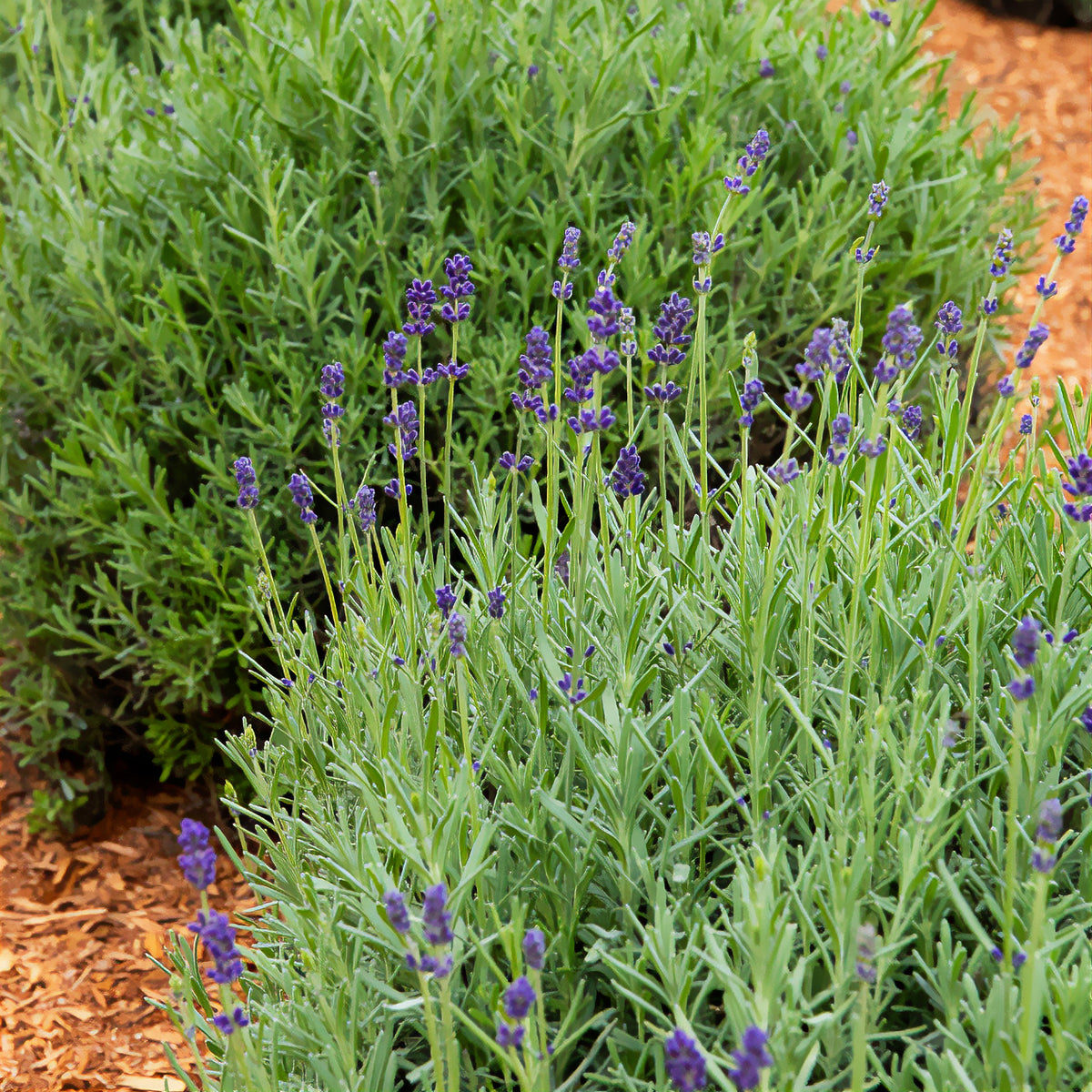 Lavandula angustifolia ardeche - Lavendel (x3) - Lavendel