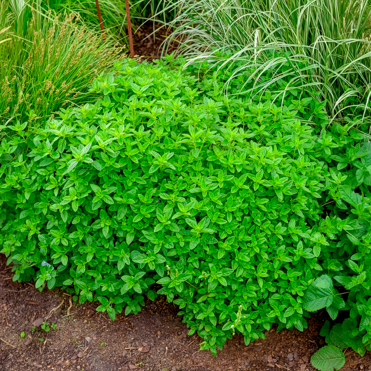 Oregano - Origanum vulgare - Bakker