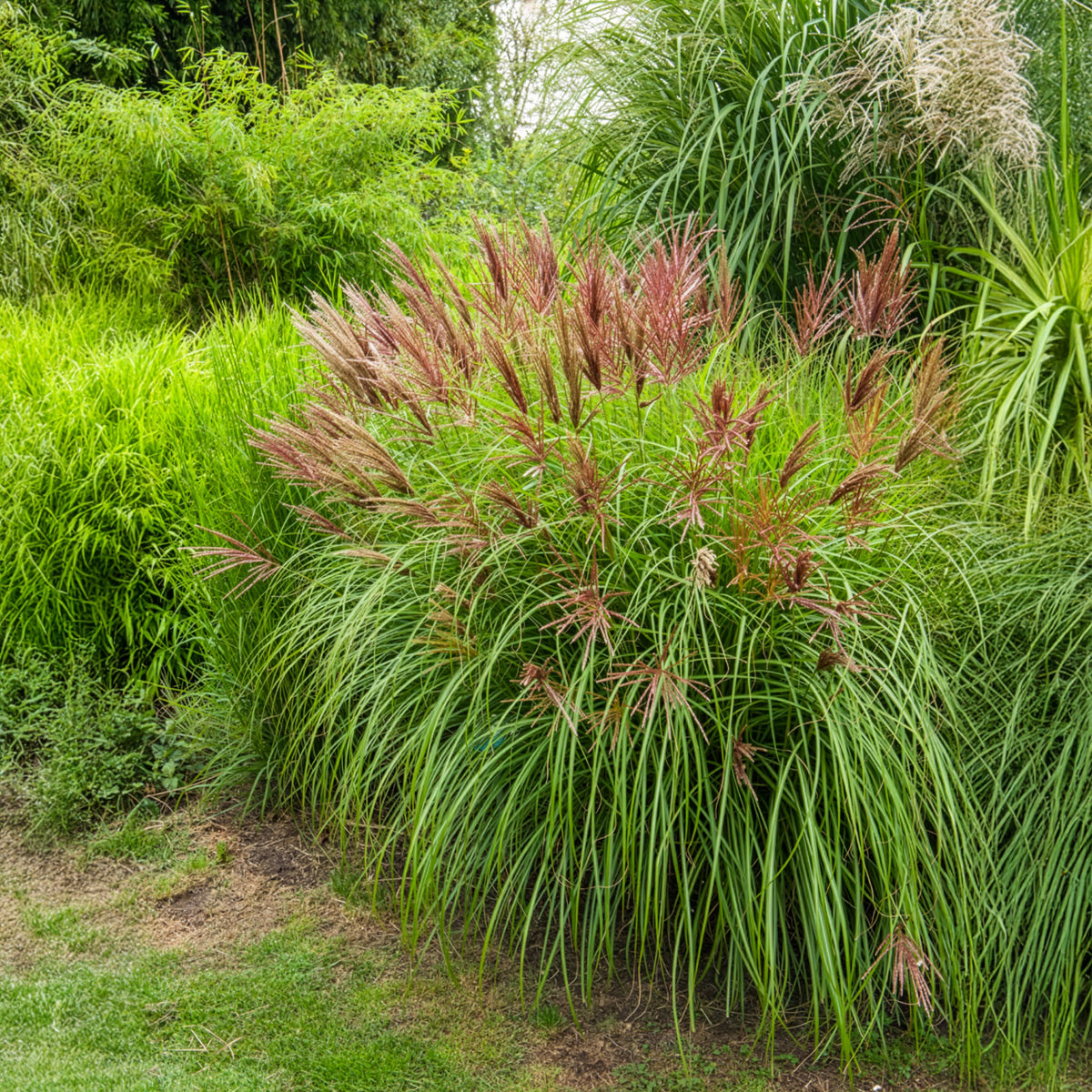Prachtriet Red Chief - Miscanthus sinensis Red Chief - Bakker