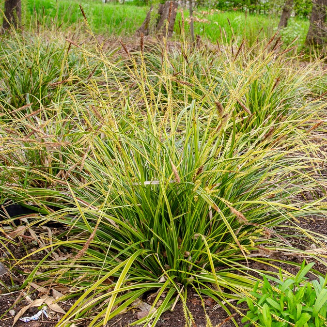 Zegge - Carex 'Variegata' - Carex morrowii variegata