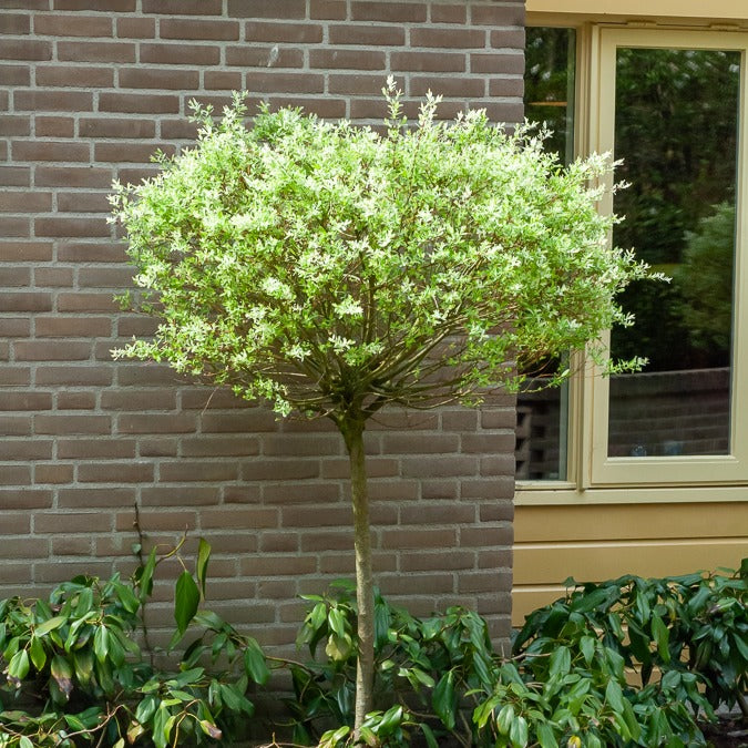 Verkoop Bonte wilg 'Hakuro Nishiki' - op stam