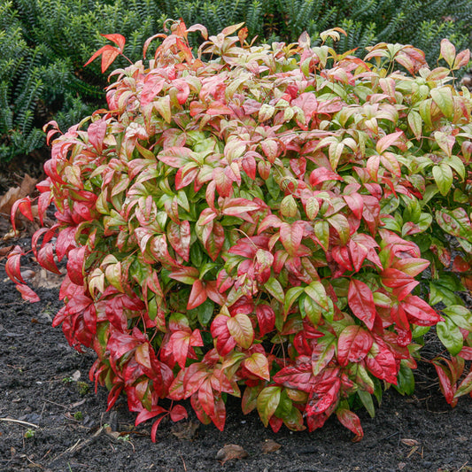 Hemelse bamboe 'Firepower' - Bakker