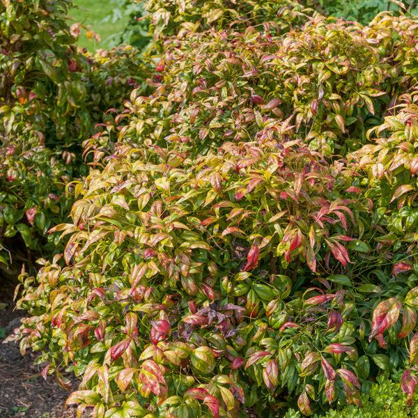 Verkoop Hemelse bamboe 'Firepower' - Nandina domestica Fire Power