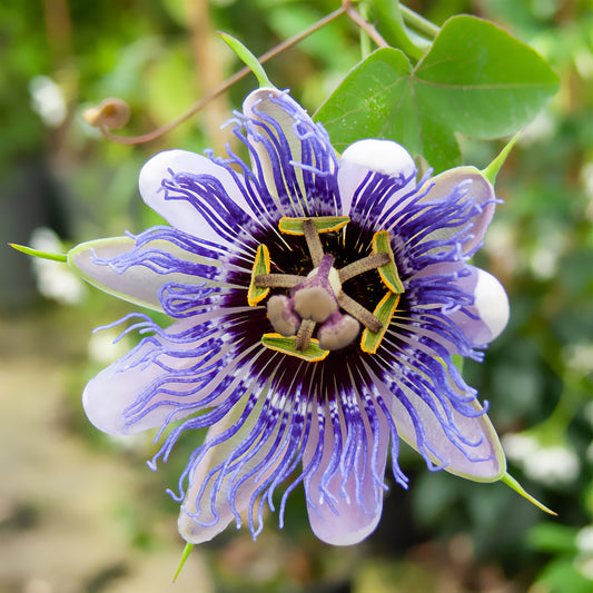 Passiebloem 'Purple Rain' - Bakker