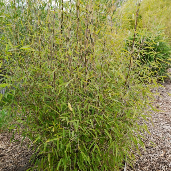 Bamboe 'Volcano' - Fargesia nitida 'volcano' - Bakker