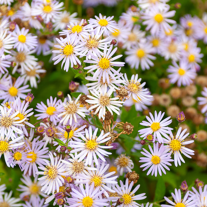Herfstaster 'Asran' - Aster ageratoides Asran - Bakker