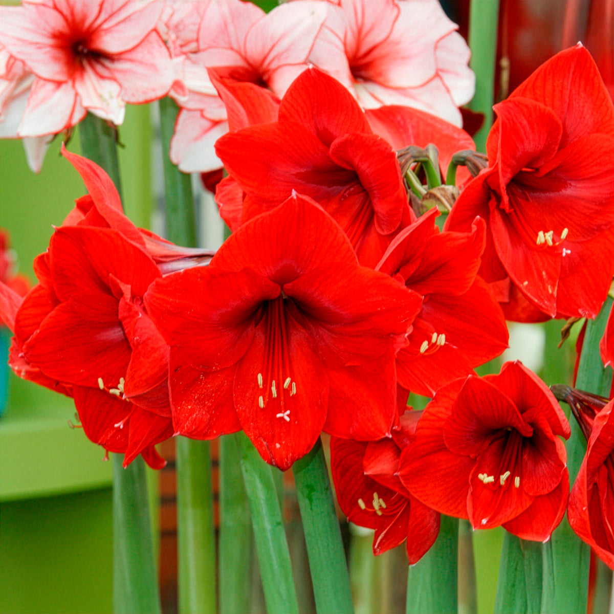 Verkoop Amaryllis 'Red Lion' - Amaryllis red lion