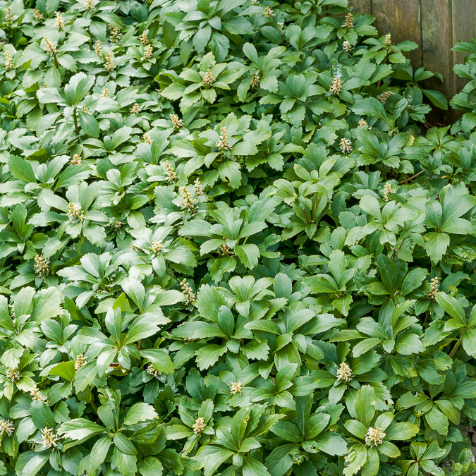 Pachysandra terminalis Green Carpet - Schaduwkruid 'Green Garpet' - Vaste planten