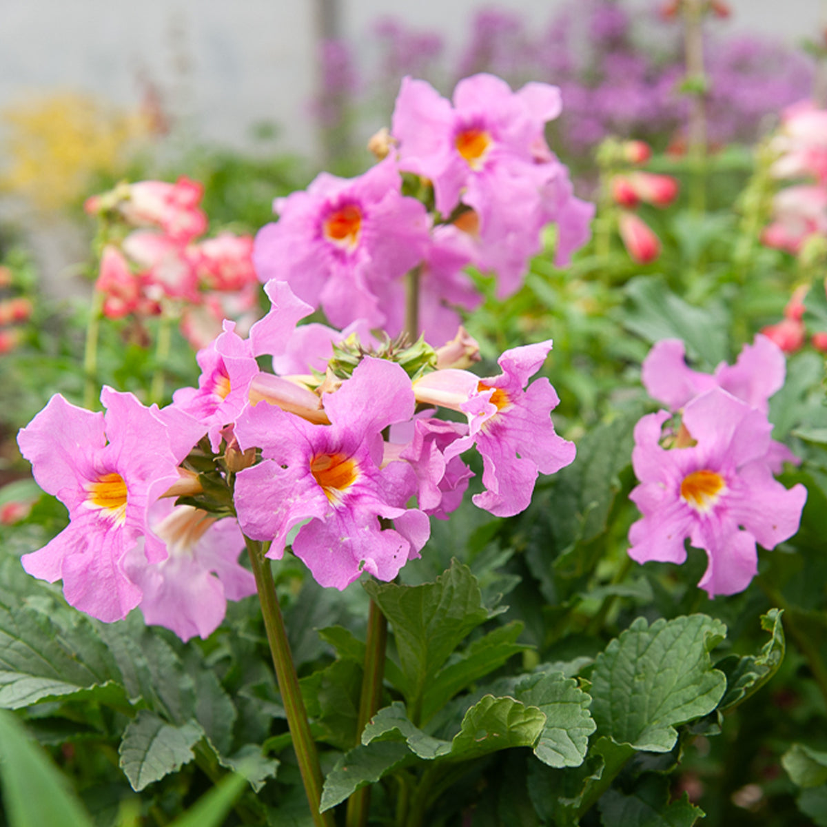 Gloxinia Mix (x4) - Incarvillea delavayi - Bakker