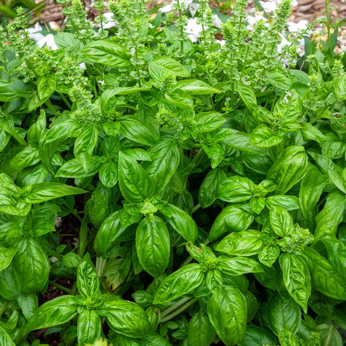 Ocimum basilicum genovese - Basilicum 'Italiano Classico' - Biologische kruiden