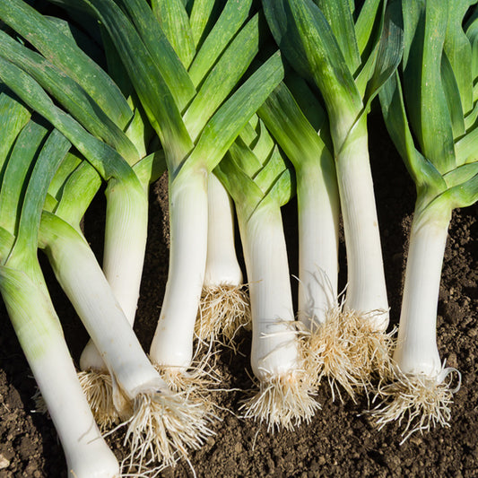 Prei 'Carentan 2' - Bakker