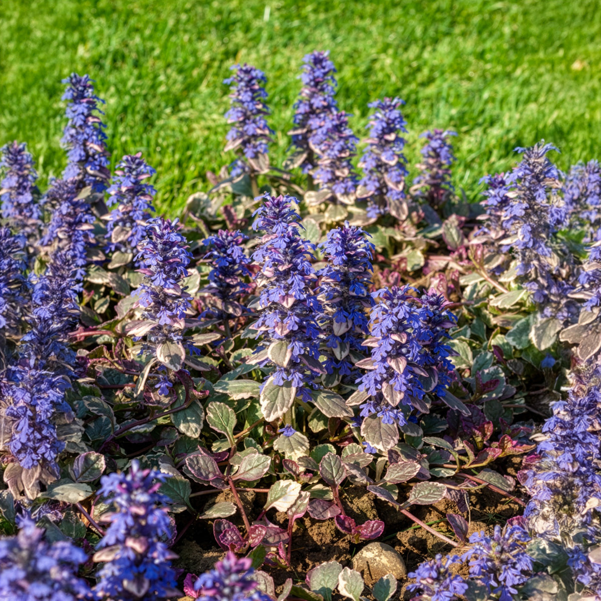 Verkoop Kruipend zenegroen Burgundy Glow - Ajuga reptans Burgundy Glow