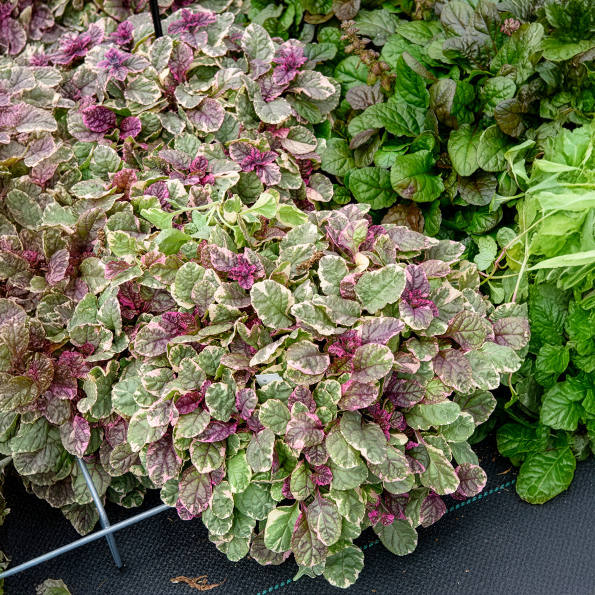 Ajuga reptans Burgundy Glow - Kruipend zenegroen Burgundy Glow - Zenegroen