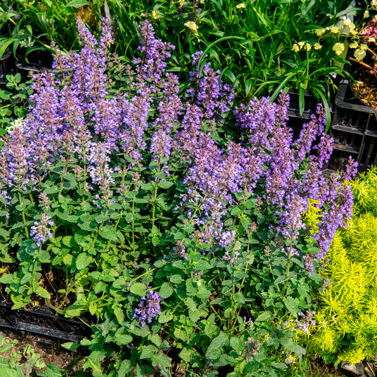 Kattenkruid 'Pursian Blue'