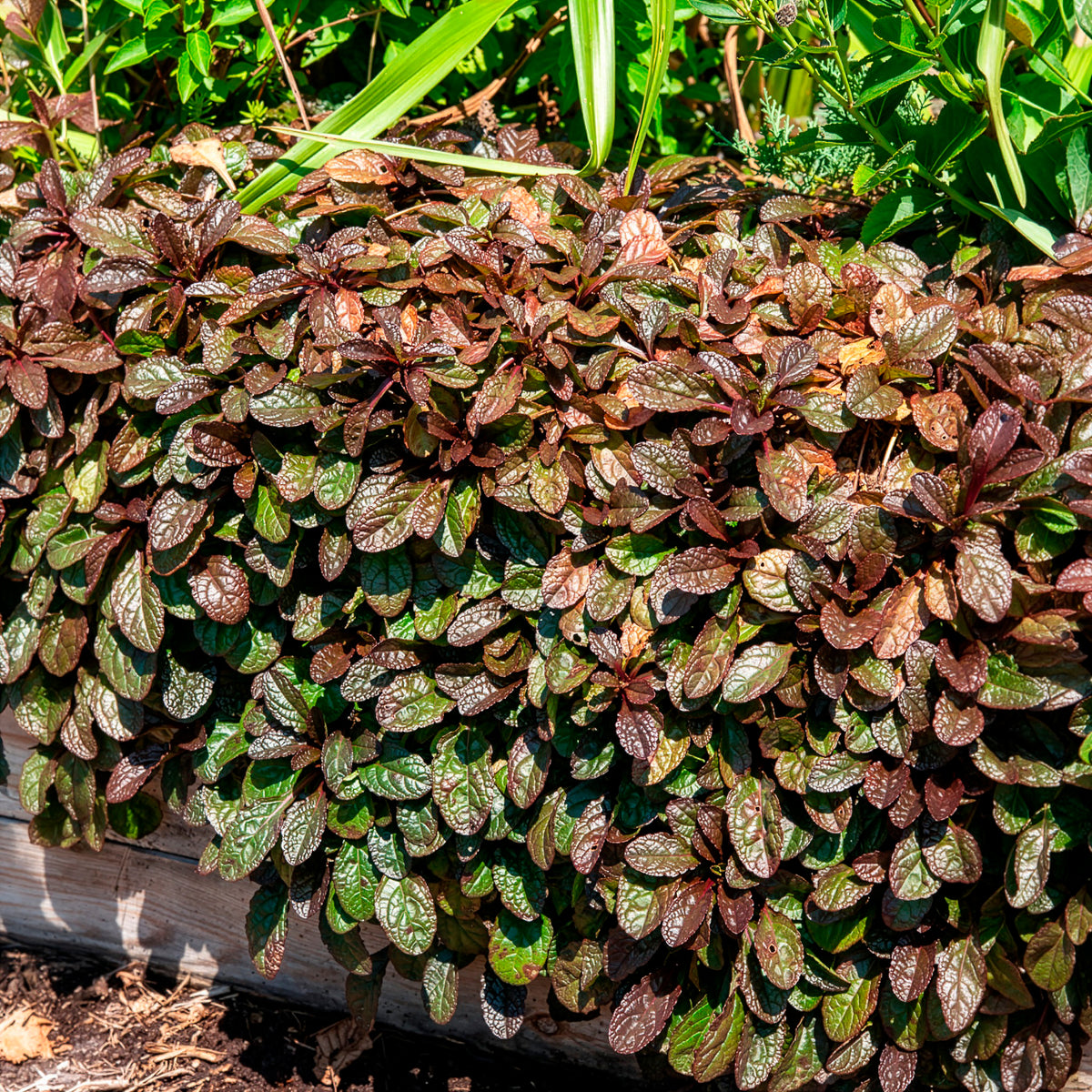 Kruipend zenegroen 'Atropurpurea' - Ajuga reptans Atropurpurea - Bakker