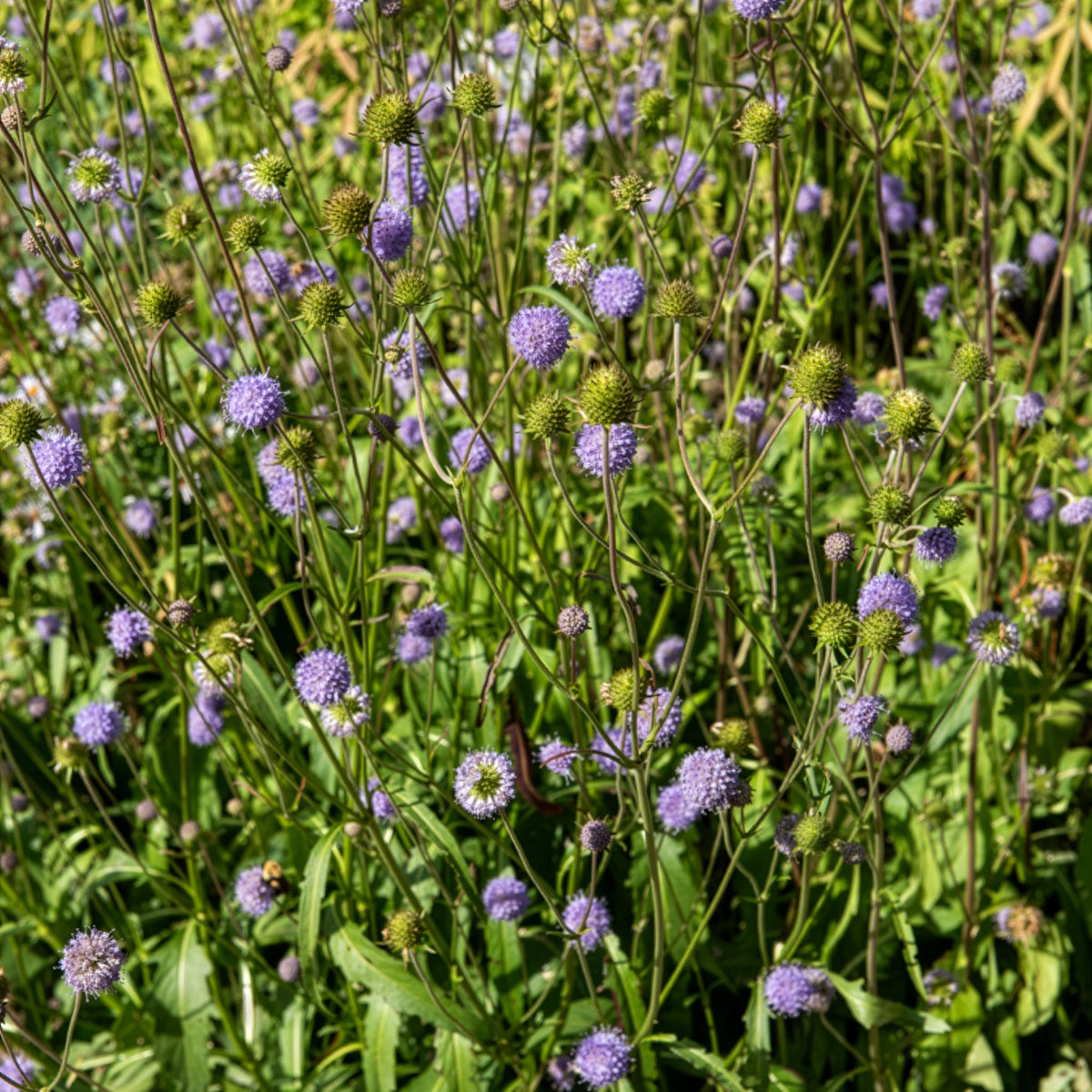 Blauwe knoop - Succisa pratensis - Bakker