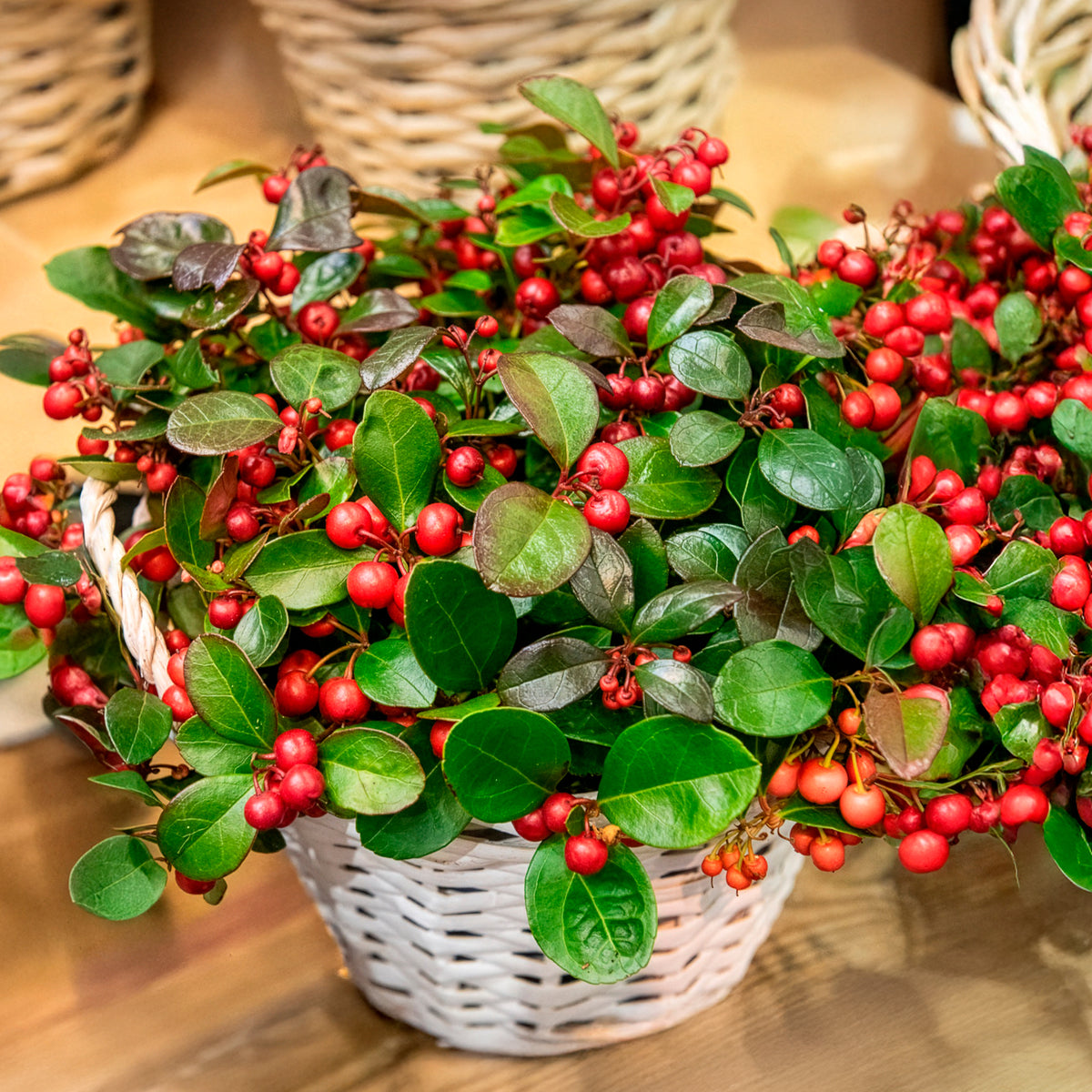 Bloeiende heesters - Bergthee 'Big Berry' - Gaultheria procumbens Big Berry