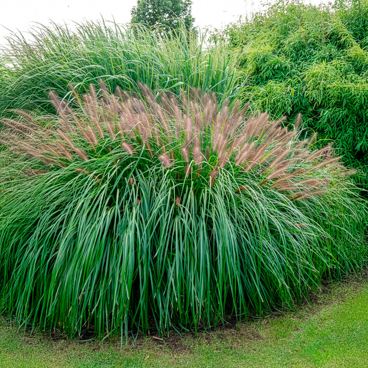 Pennisetum alopecuroides red head - Lampenpoetsersgras 'Red Head' - Pennisetum
