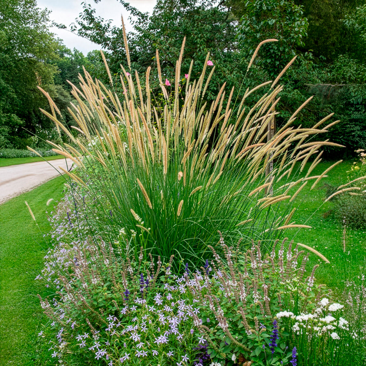 Verkoop Lampenpoetsersgras - Pennisetum macrourum