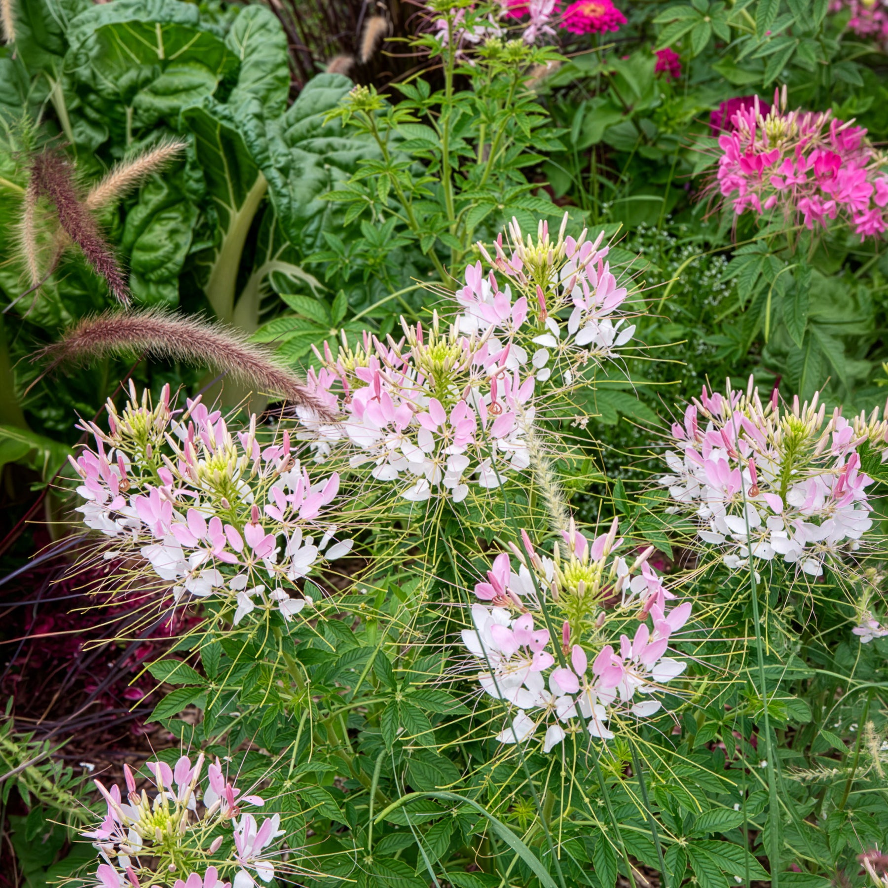 Kattensnor Cleome Rose Beauty zaaien | Bakker – Bakker.com