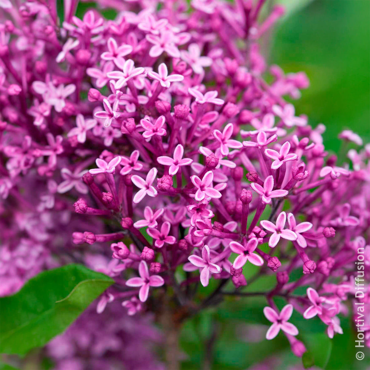 Dwergsering 'Dark Purple' - Sering - Bakker