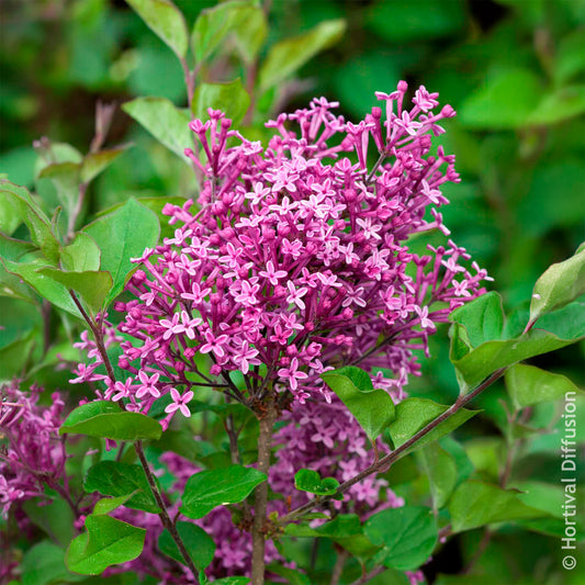 Sering Bloomerang Dark Purple - Bakker