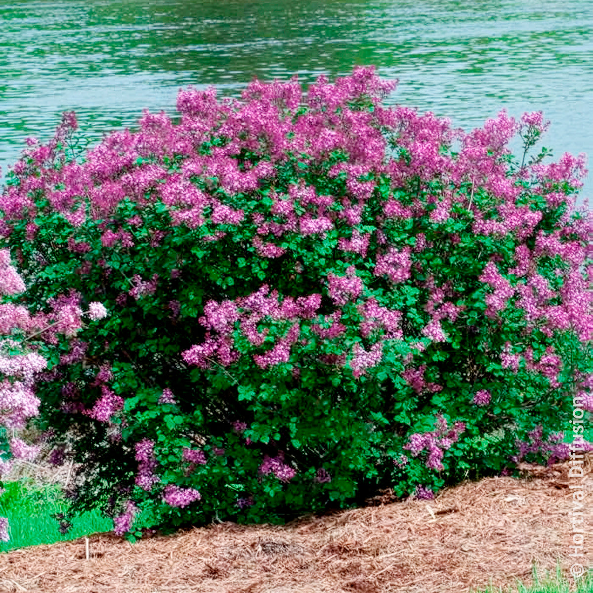 Verkoop Dwergsering 'Dark Purple' - Syringa pubescens microphylla Bloomerang Dark Purple