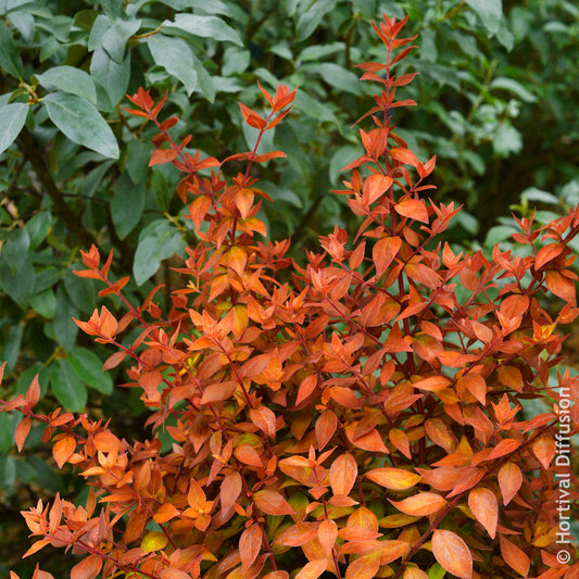 Grootbloemige abelia Caramel Charm - Bakker