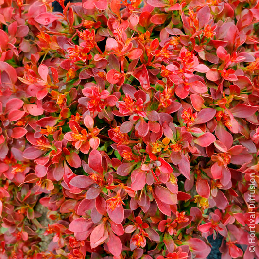 Zuurbes Admiration - Bakker