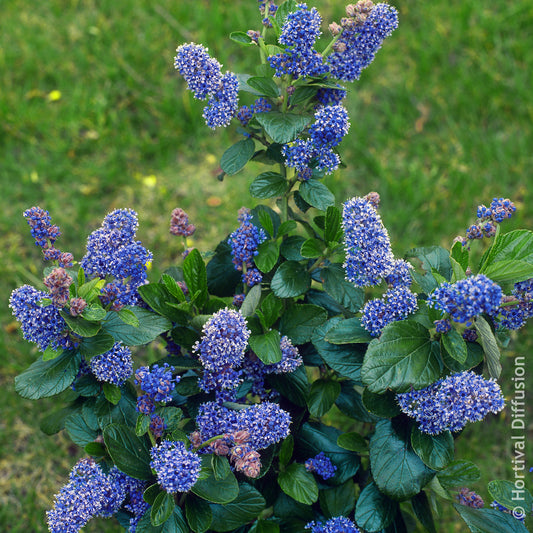 Amerikaanse sering Trewithen Blue - Bakker