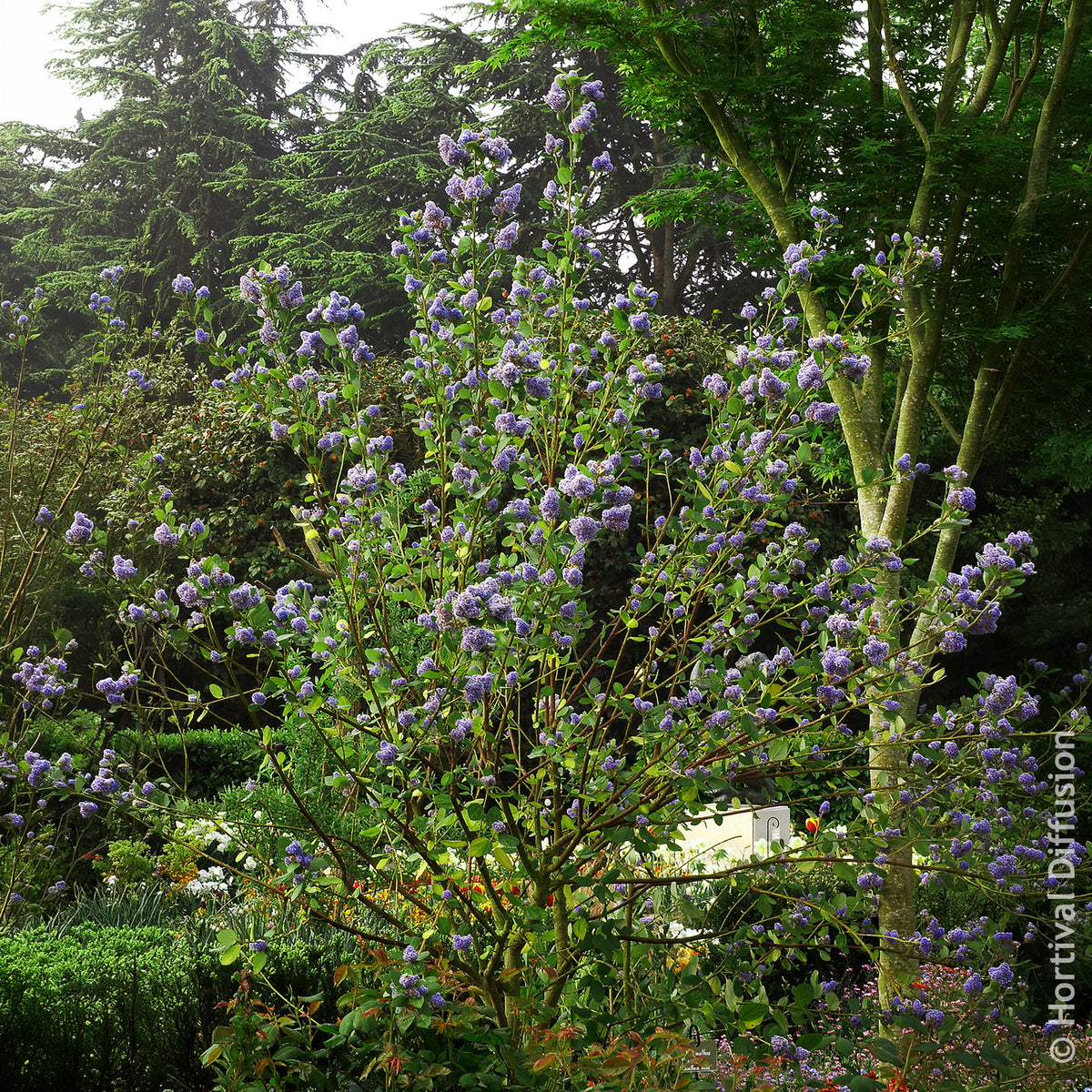 Amerikaanse - Amerikaanse sering Trewithen Blue - Ceanothus arboreus Trewithen Blue