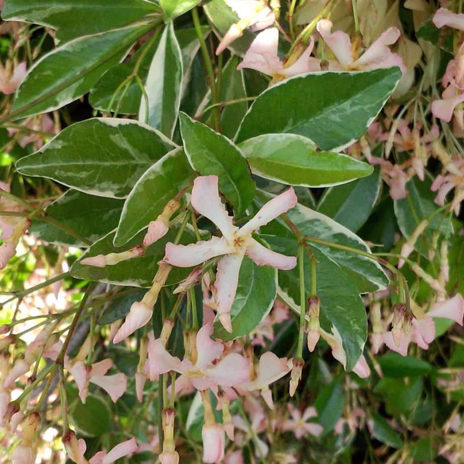 Trachelospermum asiaticum Star of Milano ® - Sterjasmijn Asiaticum Star of Milano® - Sterjasmijn - Trachelospermum