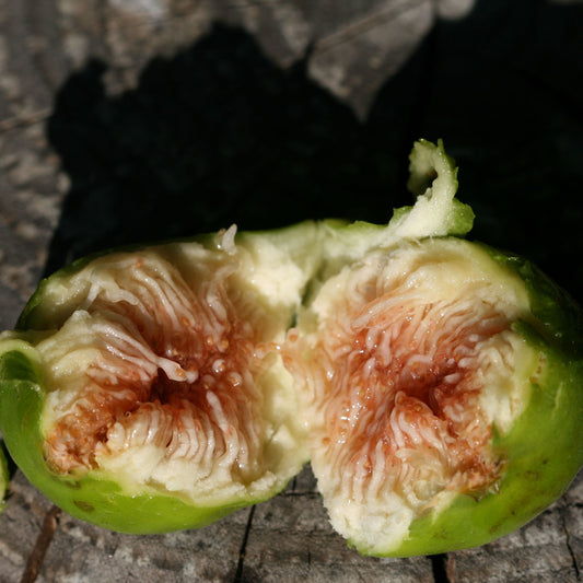 Dwergvijg Ficcolino - Bakker