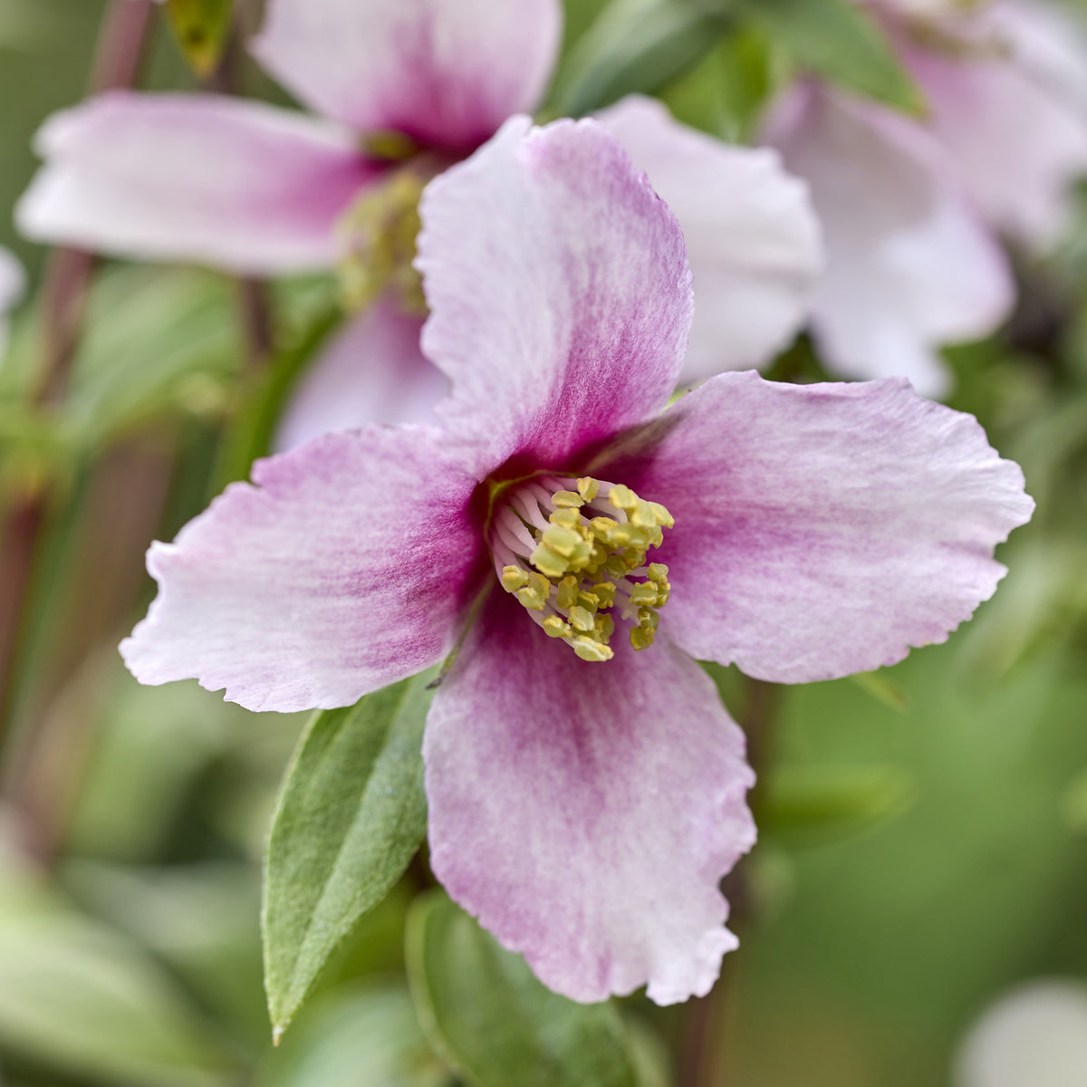 Boerenjasmijn Petite Perfume Pink ® - Bakker