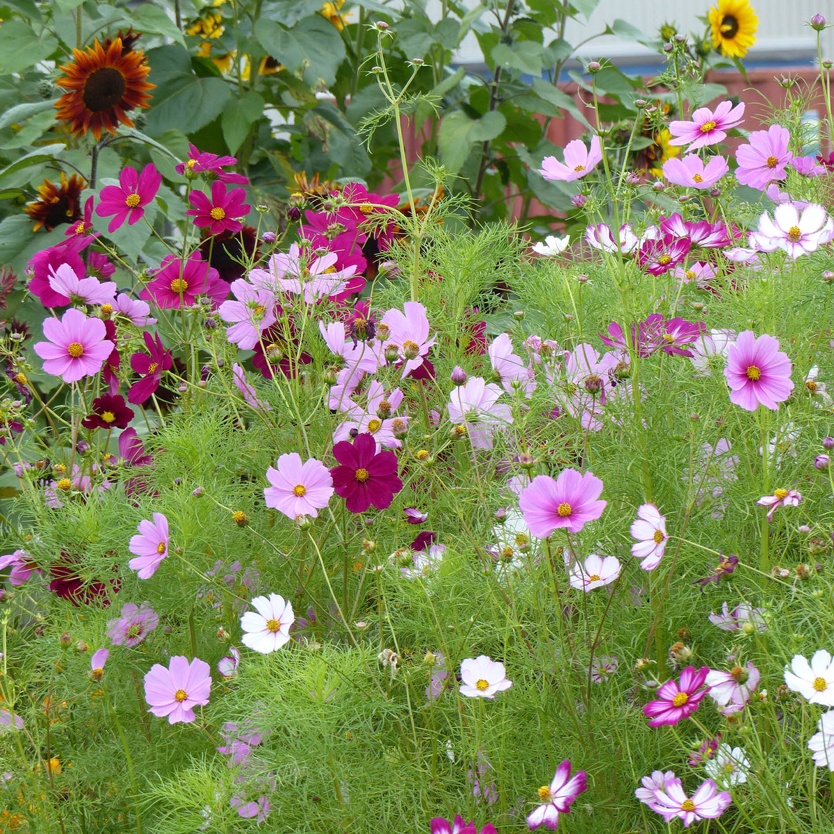 Cosmos 'Sensation' - Cosmos bipinnatus - Bakker
