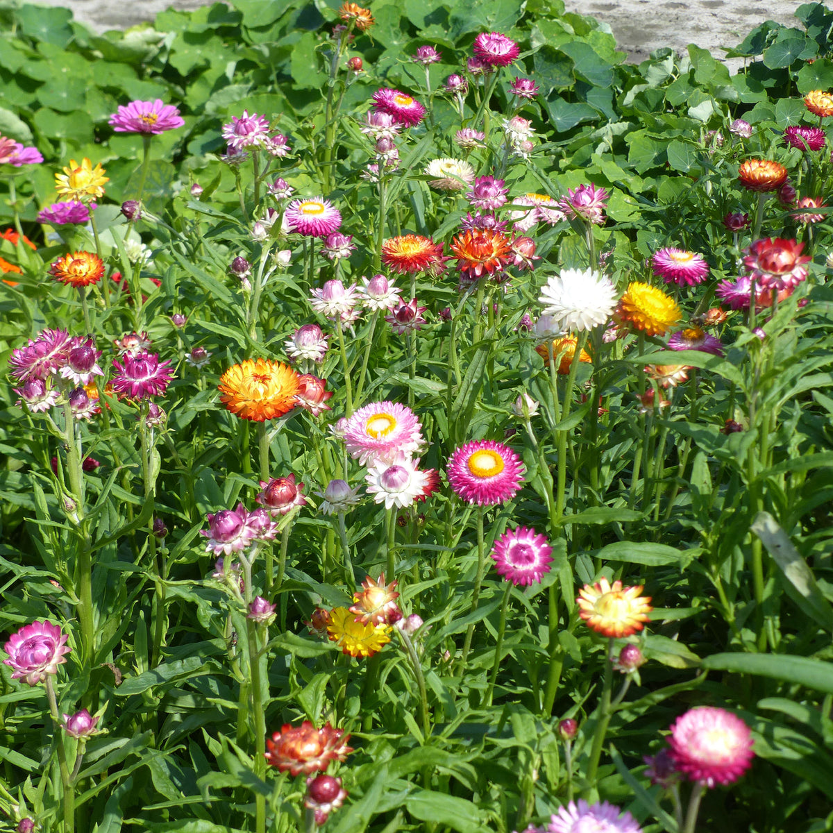 Grootbloemige strobloem Mix - Bakker