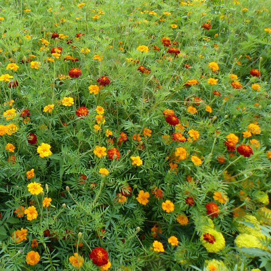 Anjermix 'Aaltjeswerend' - Bakker