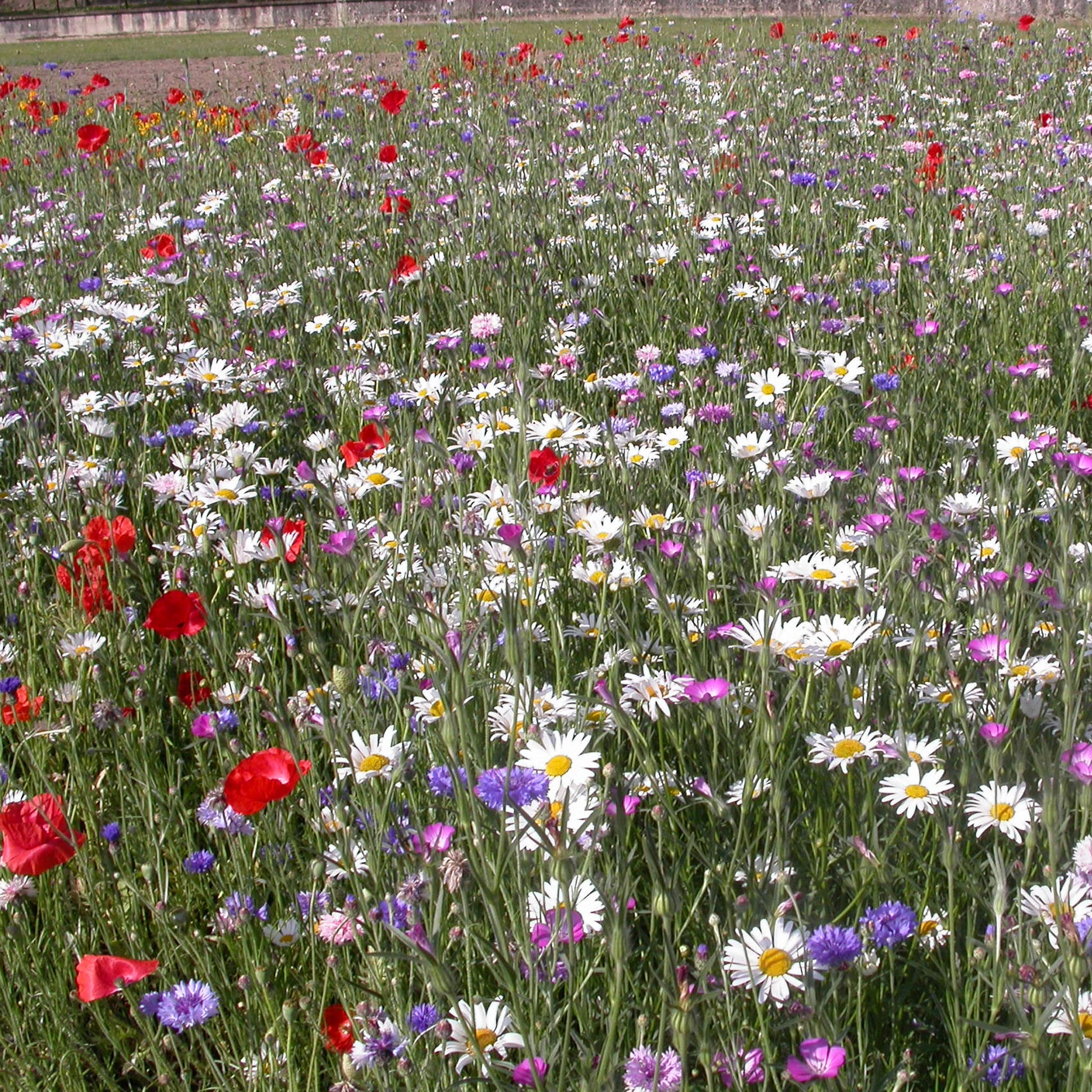 Veldbloemenmix - Mélange fleurs des champs - Bakker