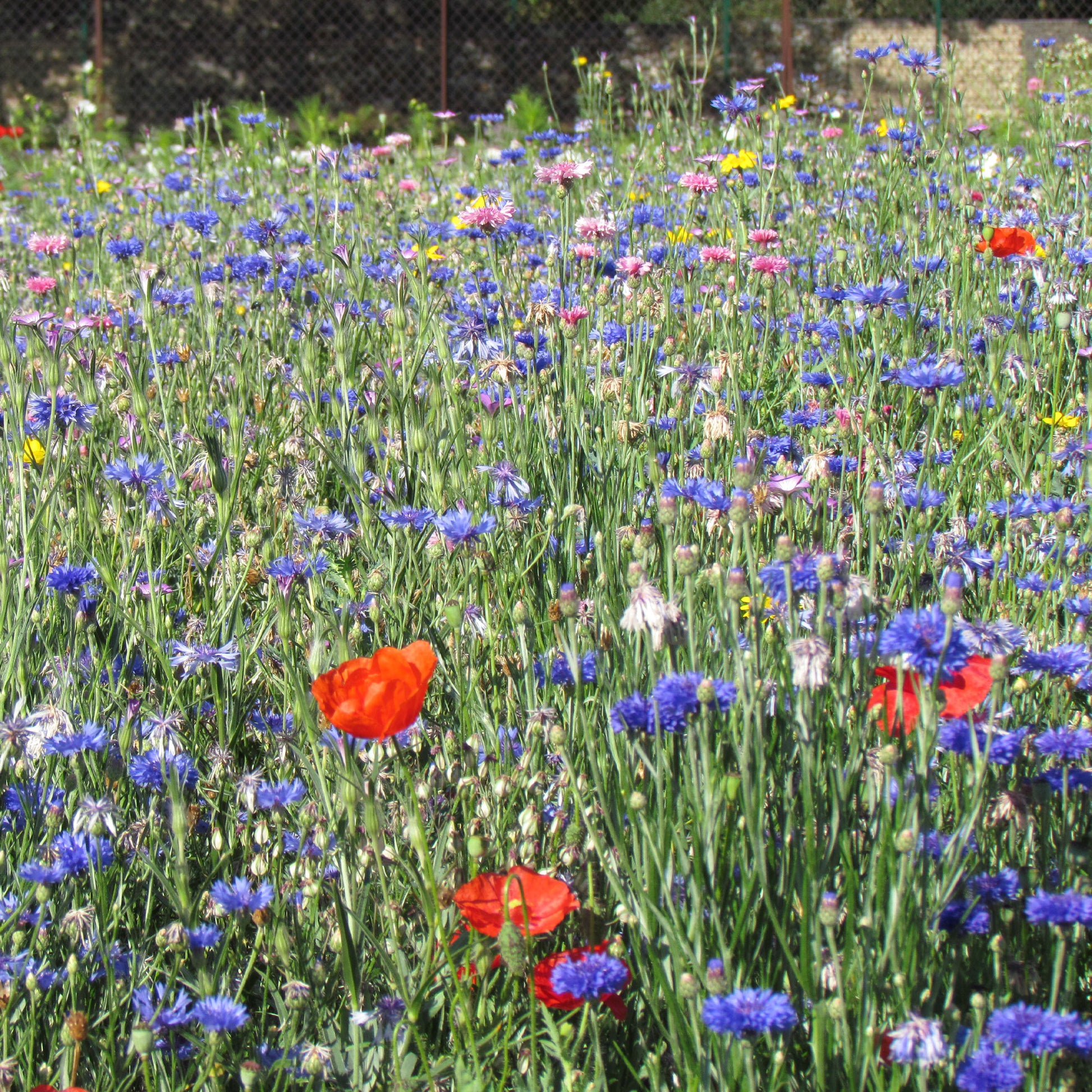Mélange fleurs des champs - Veldbloemenmix - Gemengde bloemzaden