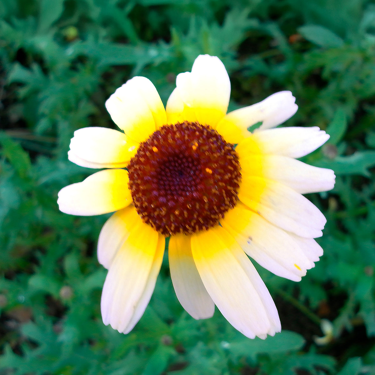 Bonte ganzebloem Polar Star - Chrysanthemum carinatum Polar Star - Bakker