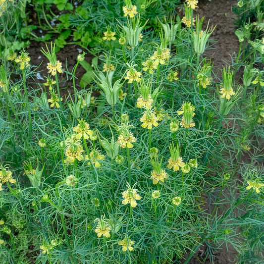 Juffertje-in-het-groen Transformer - Bakker