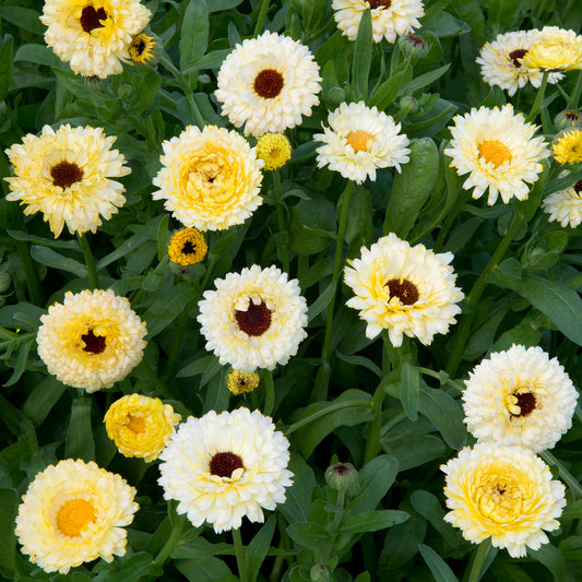 Goudsbloem Ivory Princess - Bakker