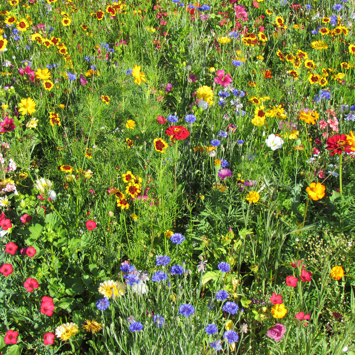 Zomerse multicolor bloemenmix - Bakker