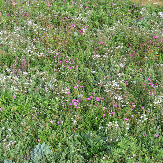 Bloeiende bodembedekker - Bakker