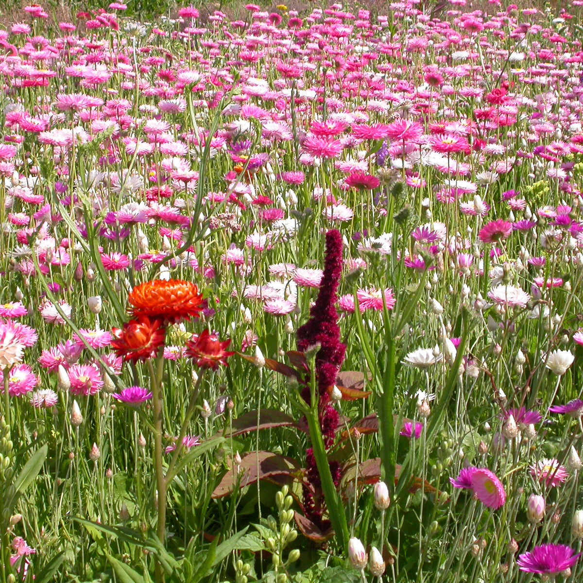 Bloemenmengsel voor droogbloemenboeket - Bakker