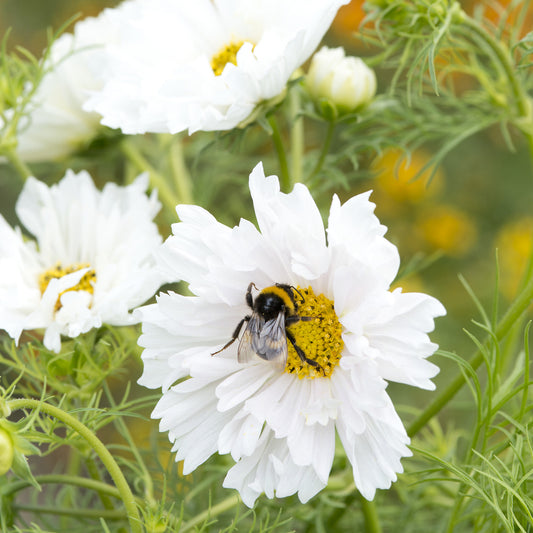 Cosmos 'Double Dutch White' - Bakker